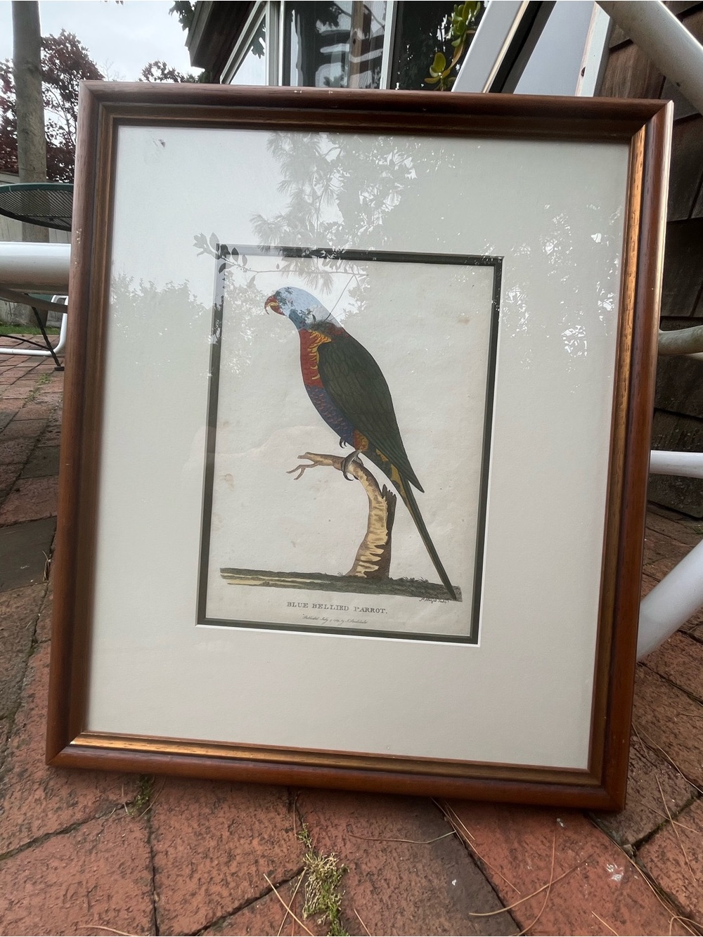 BLUE BELLIED PARROT HAND PAINTED BY SCULY , signed, engraving pub. Scottsdale
